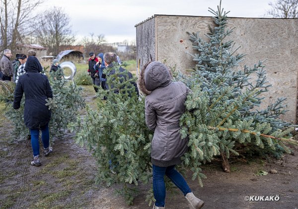 Weihnachtsbaumschlagen 2019